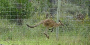 Autriche : alerte, un kangourou s’est échappé !