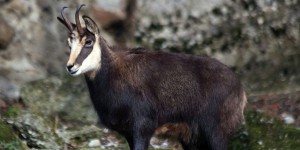 Besançon : élan de solidarité pour un chamois menacé d’abattage