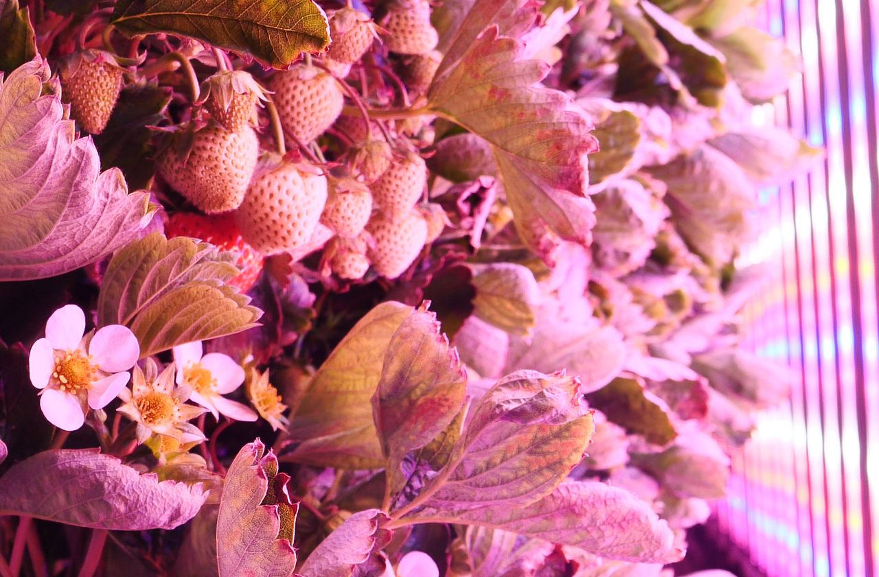 Bio et délicieuses, ces fraises poussent sans terre ni soleil