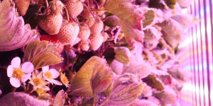 Bio et délicieuses, ces fraises poussent sans terre ni soleil