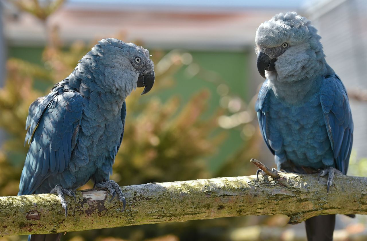 Blu, le perroquet star de «Rio» classé parmi les espèces disparues