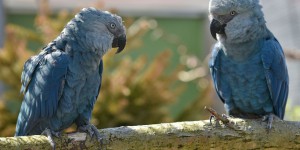 Blu, le perroquet star de «Rio» classé parmi les espèces disparues