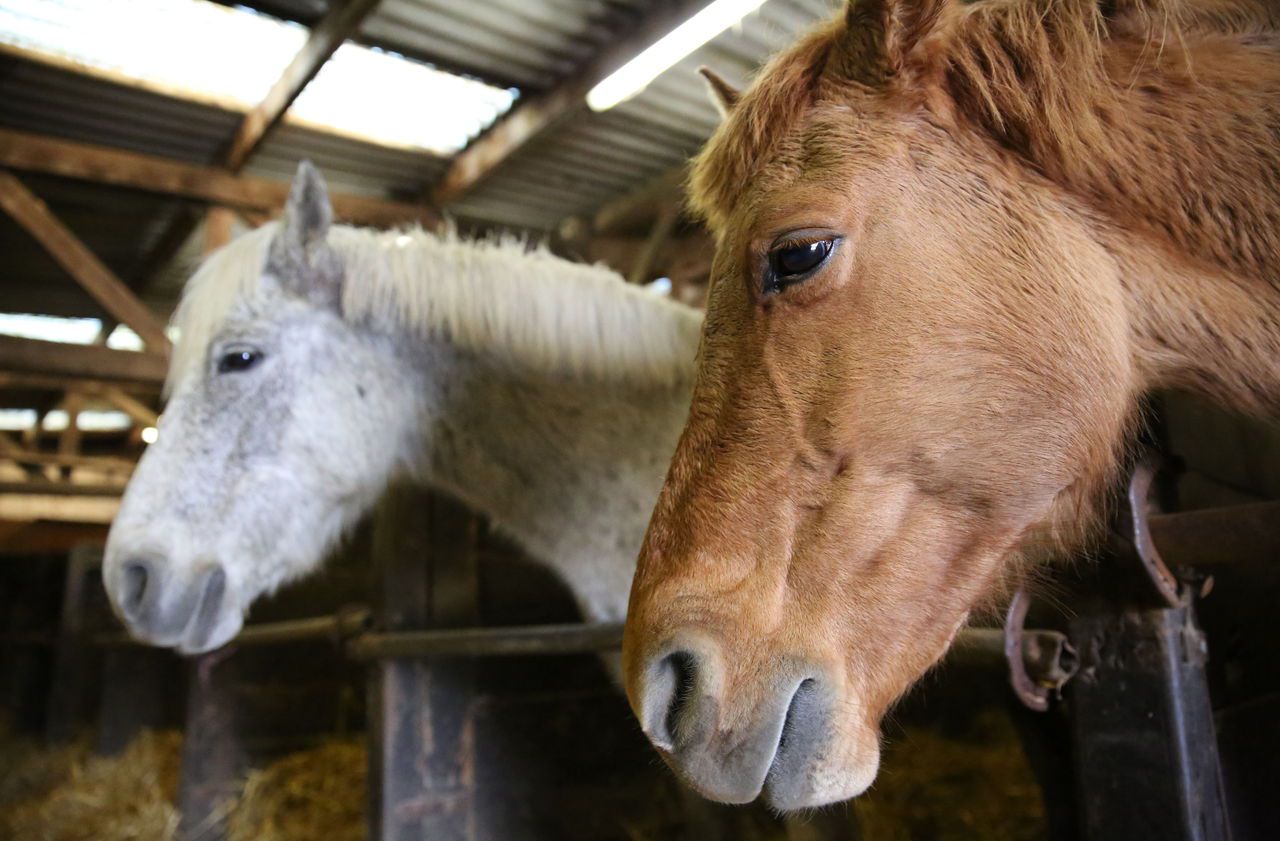 Centre équestre liquidé : mobilisation pour sauver des chevaux de l’abattoir