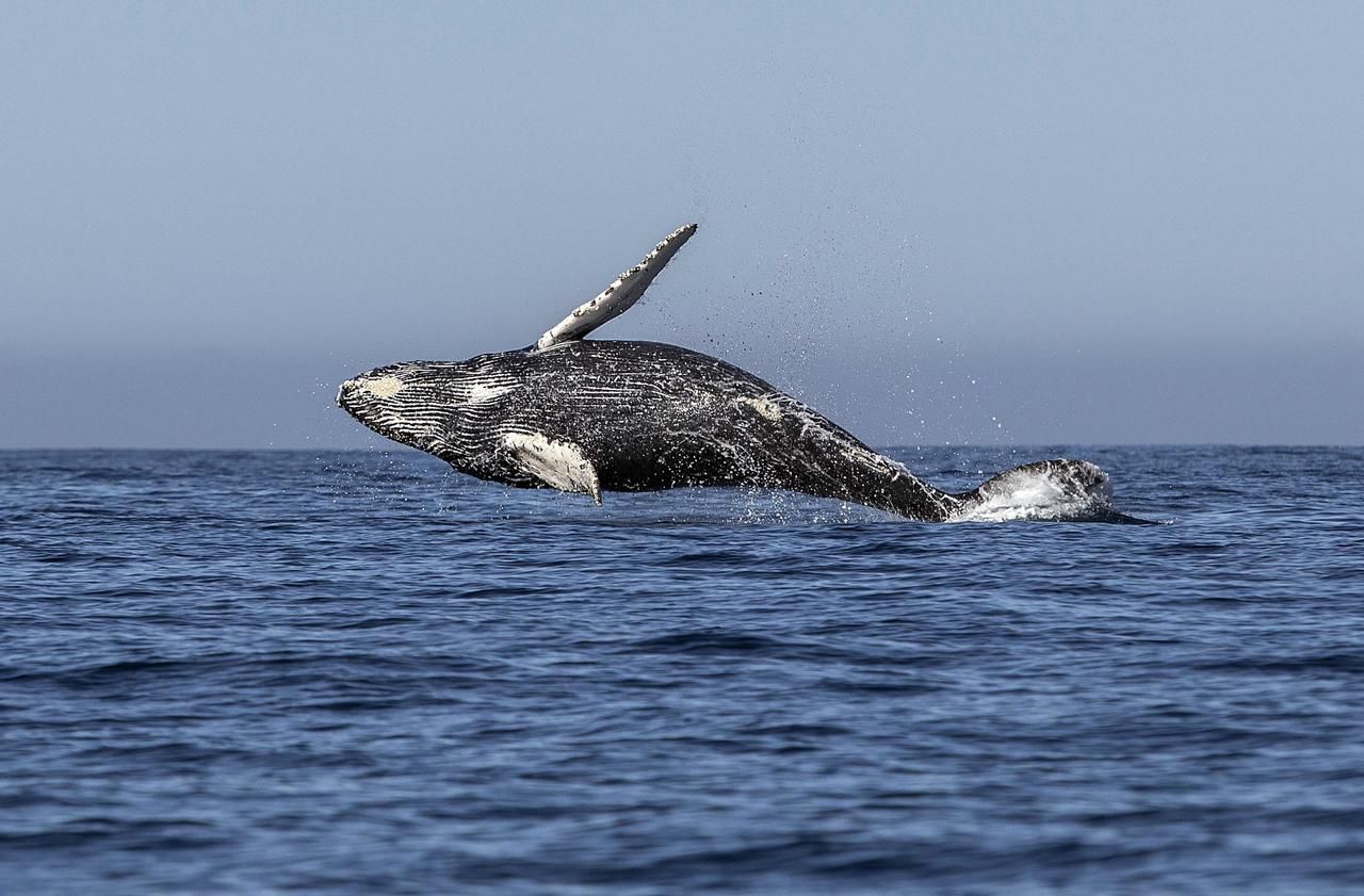 Les chasseurs de baleine en veulent toujours plus