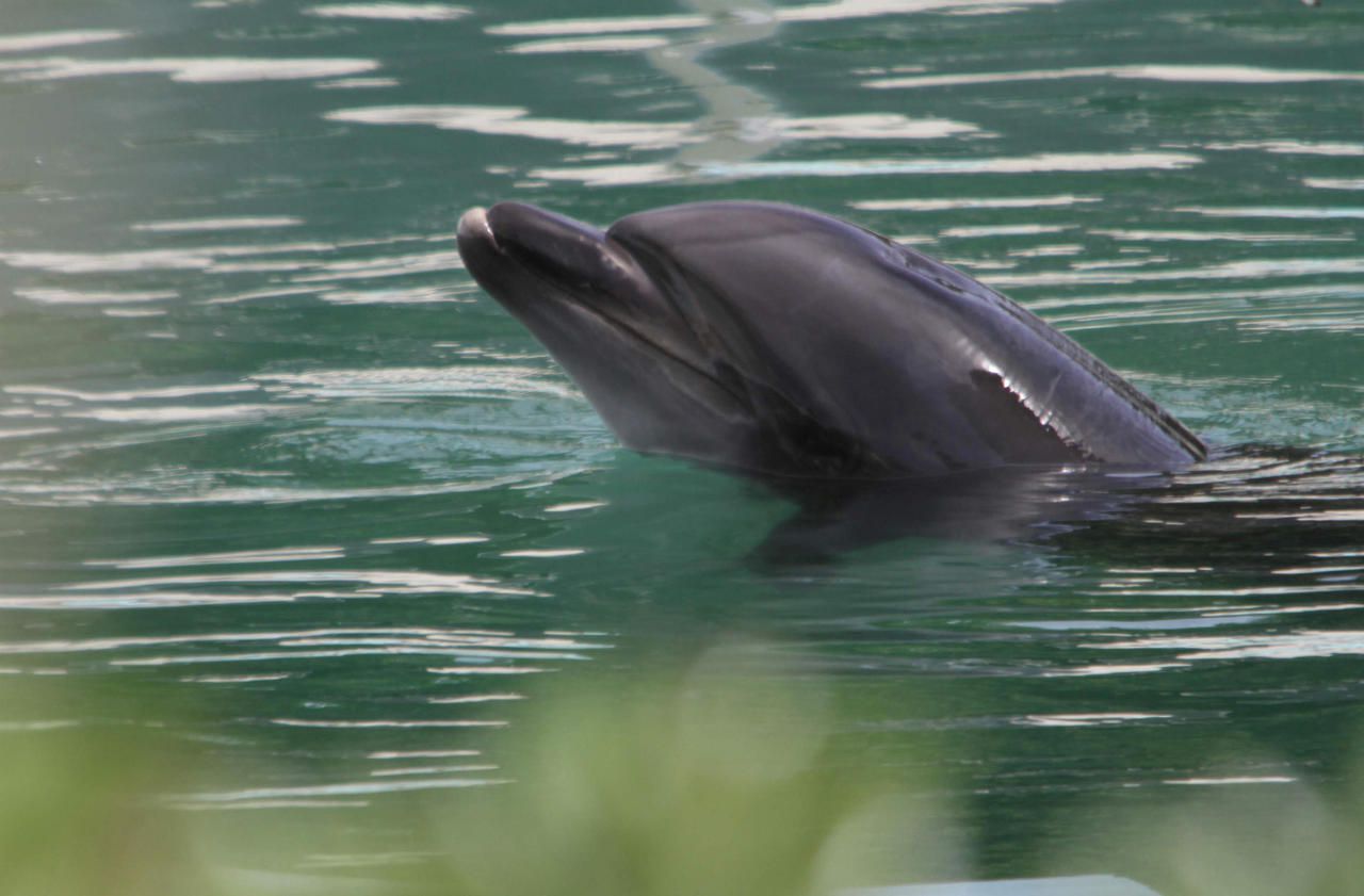 Hécatombe de dauphins et de phoques sur les côtes américaines