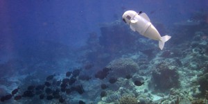 L'exploration sous-marine grâce à un poisson-robot