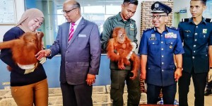 Malaisie : des bébés crocodiles et orangs-outans saisis sur un bateau