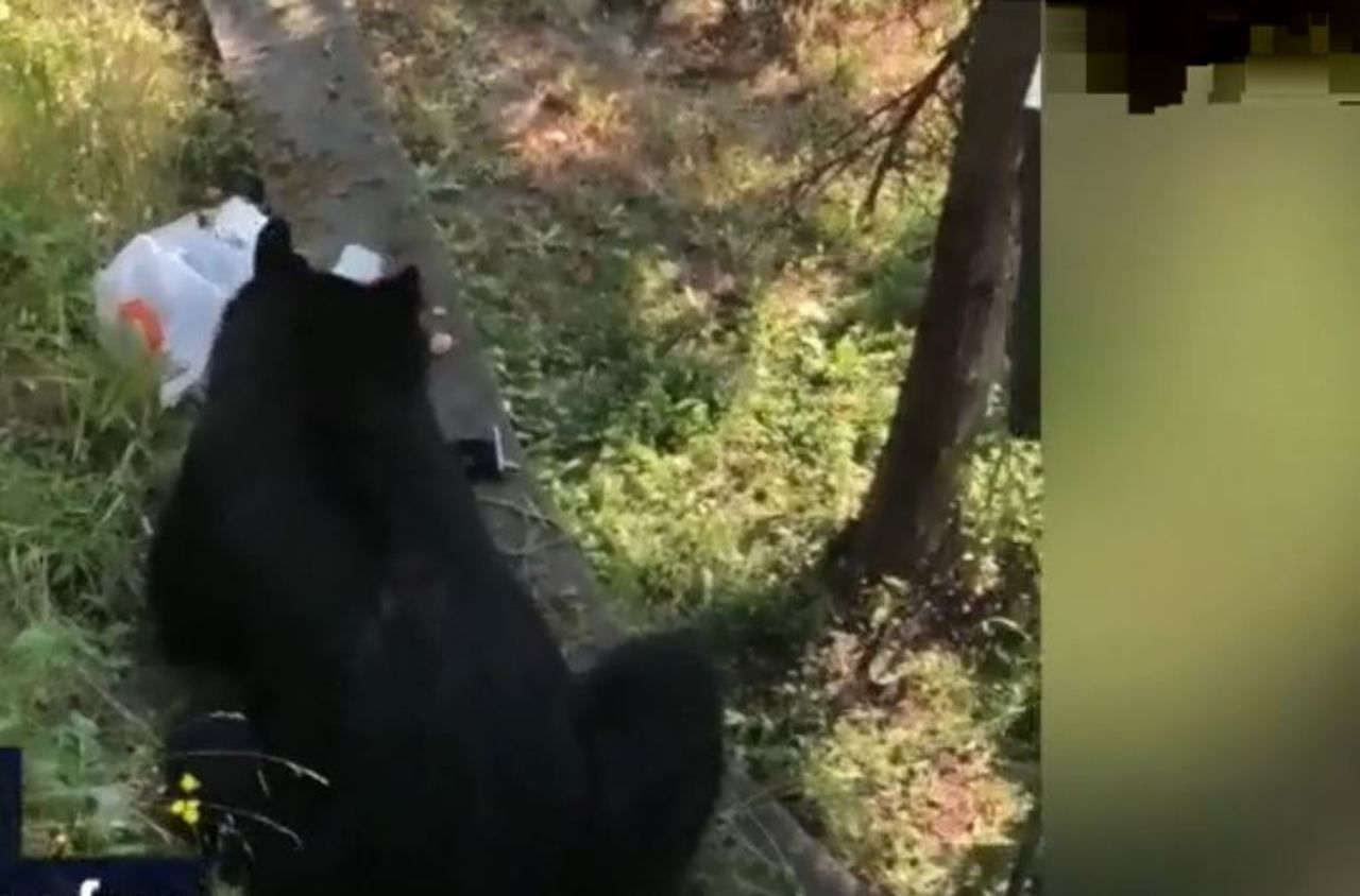 La mère de famille fait fuir un ours qui menaçait son fils, il part avec les céréales