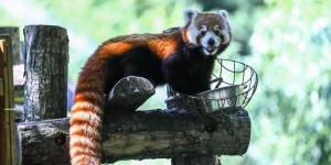 Pô, le panda roux du zoo de Branféré, est décédé