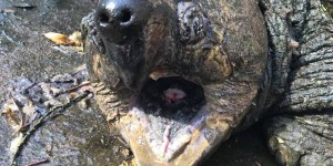 56 tortues d’Hermann volées dans un parc animalier en Corse
