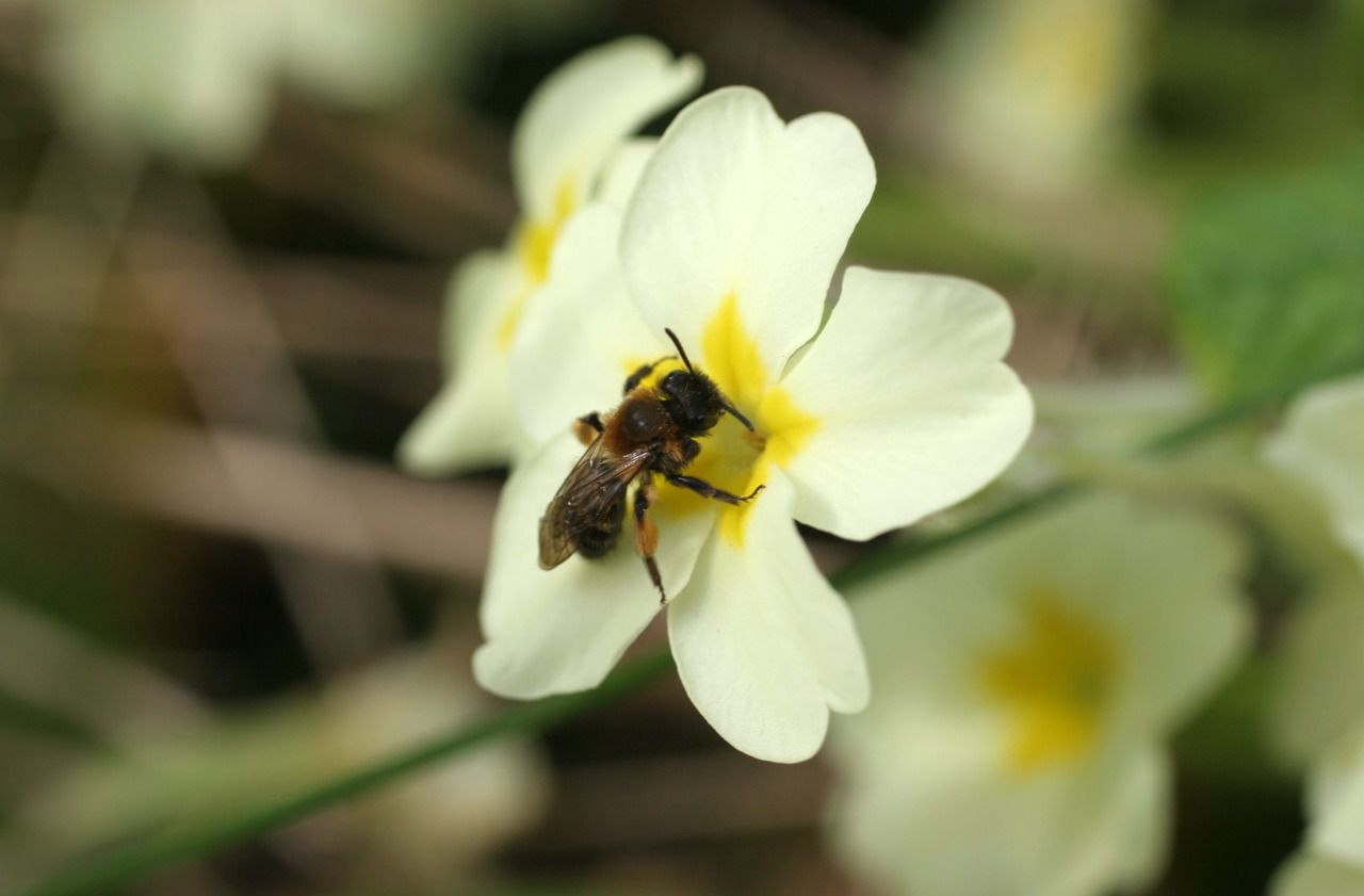 Abeilles : près de 30 % des ruches ont été décimées en France l’hiver dernier