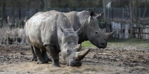 La Chine va autoriser le commerce d’os de tigre et de corne de rhinocéros