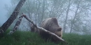 Une deuxième ourse lâchée dans les Pyrénées