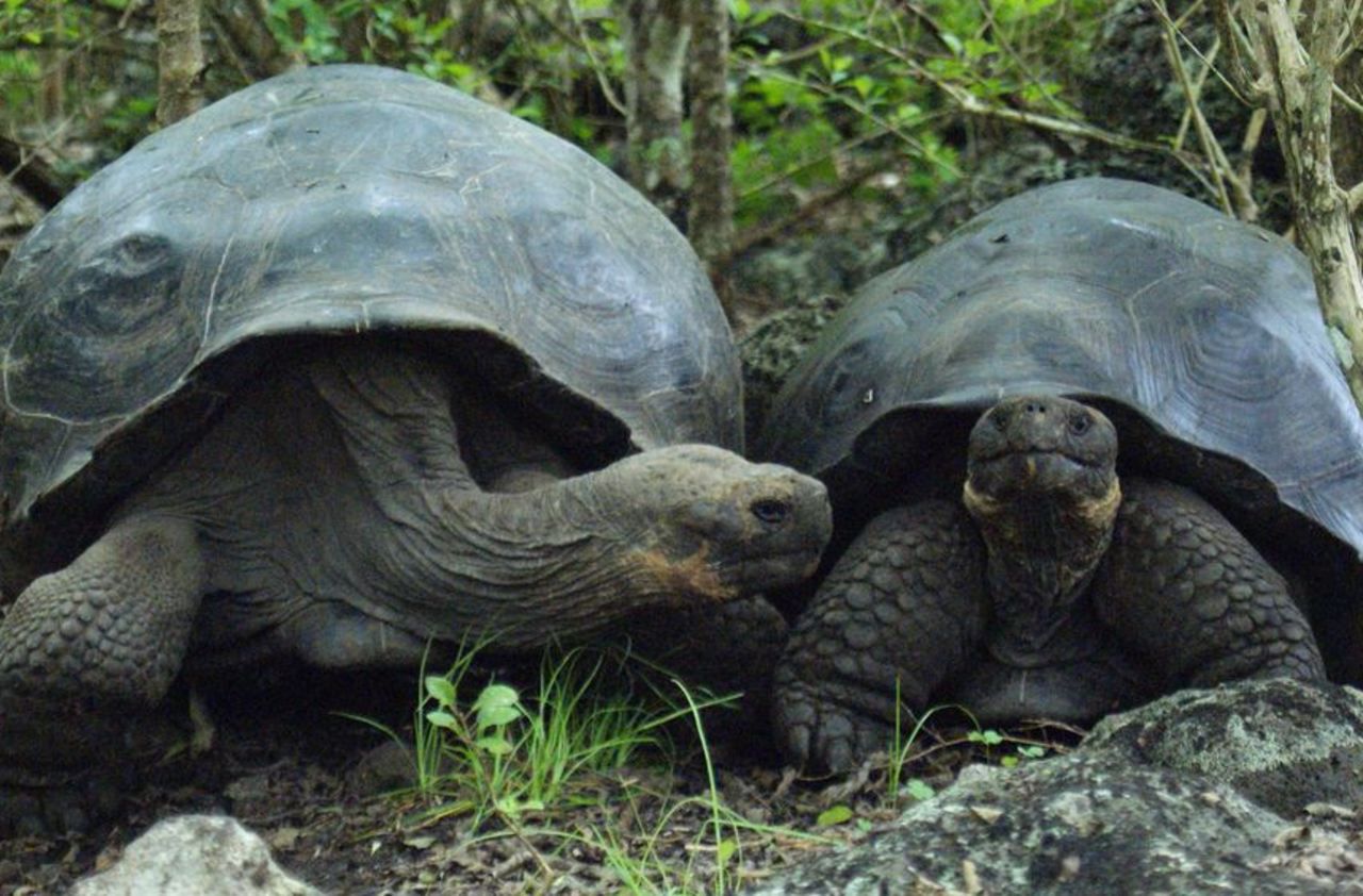 Enquête ouverte après le vol de 123 tortues aux Galapagos