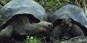 Enquête ouverte après le vol de 123 tortues aux Galapagos