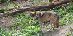 La France relève le nombre d’abattage légal de loups