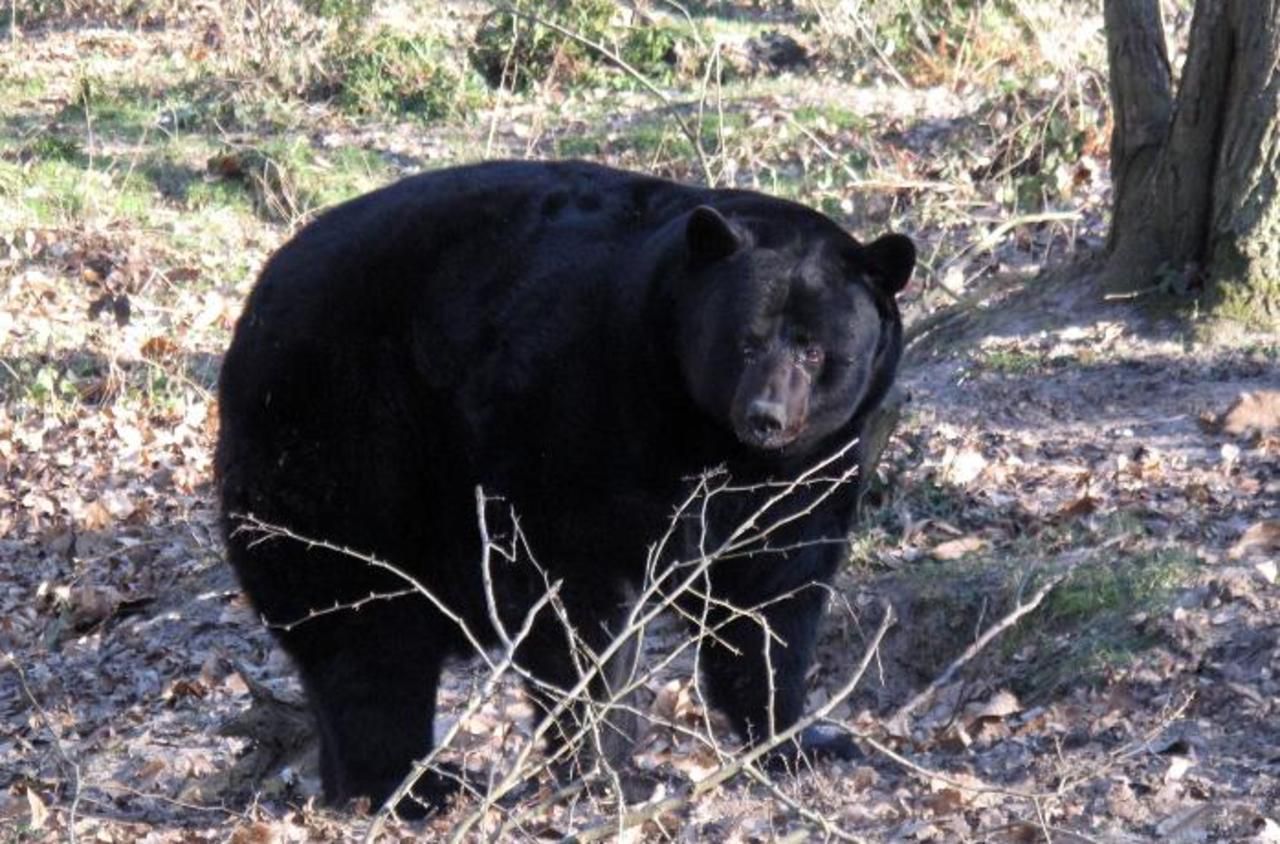 Un lâcher d’ours dans les Pyrénées en toute discrétion
