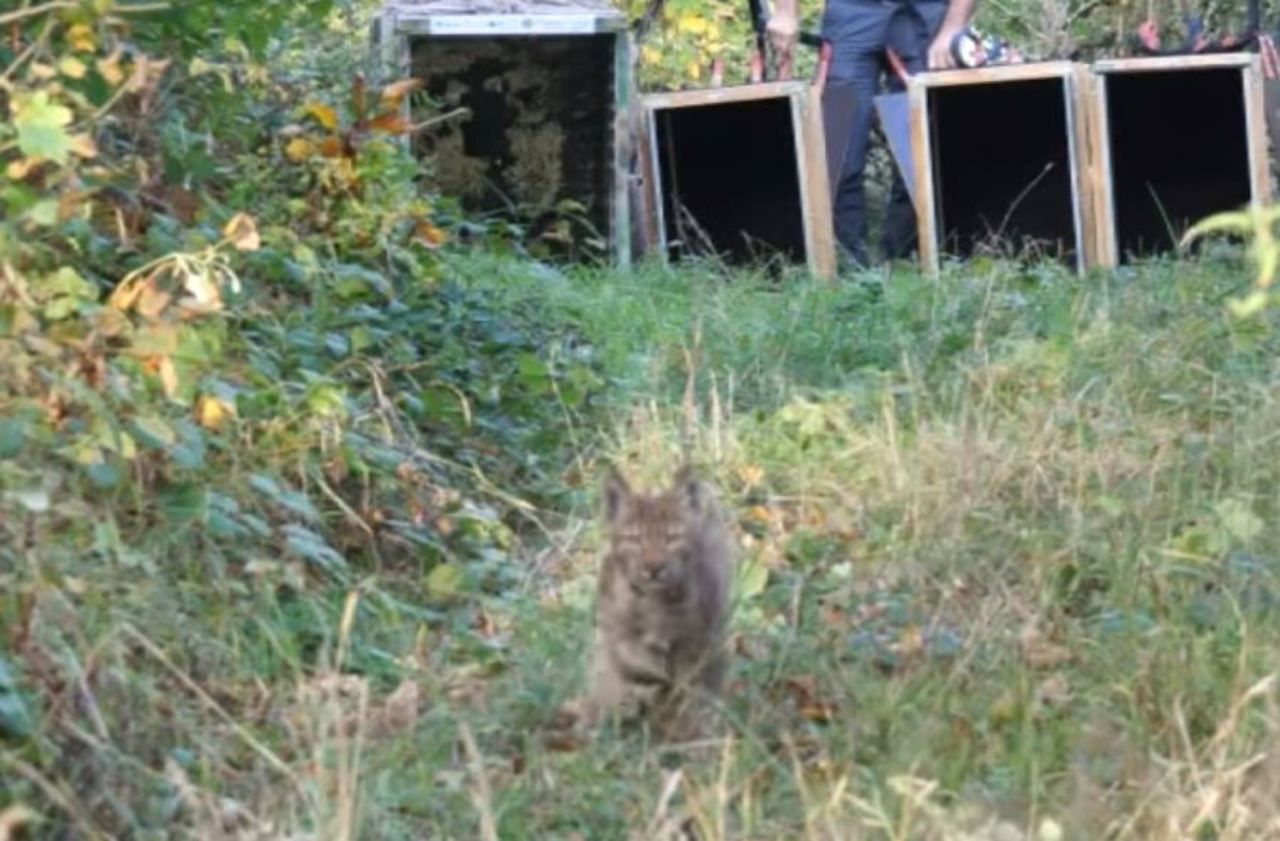 Quatre lynx relâchés dans le Jura après un accident de la route