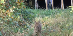 Quatre lynx relâchés dans le Jura après un accident de la route