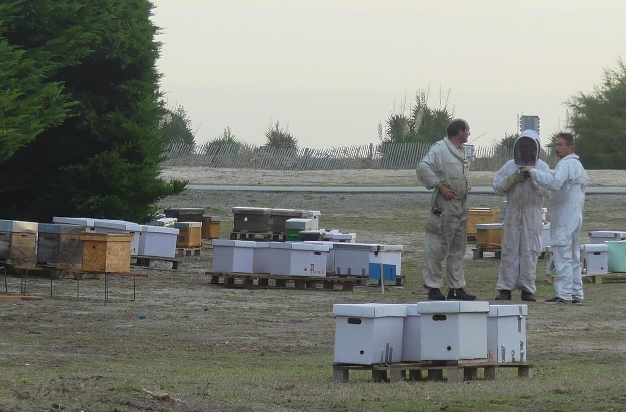 Mortalité des abeilles : les apiculteurs bretons reçoivent des dons d’essaims