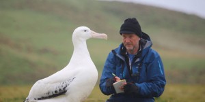 Contre la pêche illégale, des albatros-espions pour traquer les braconniers