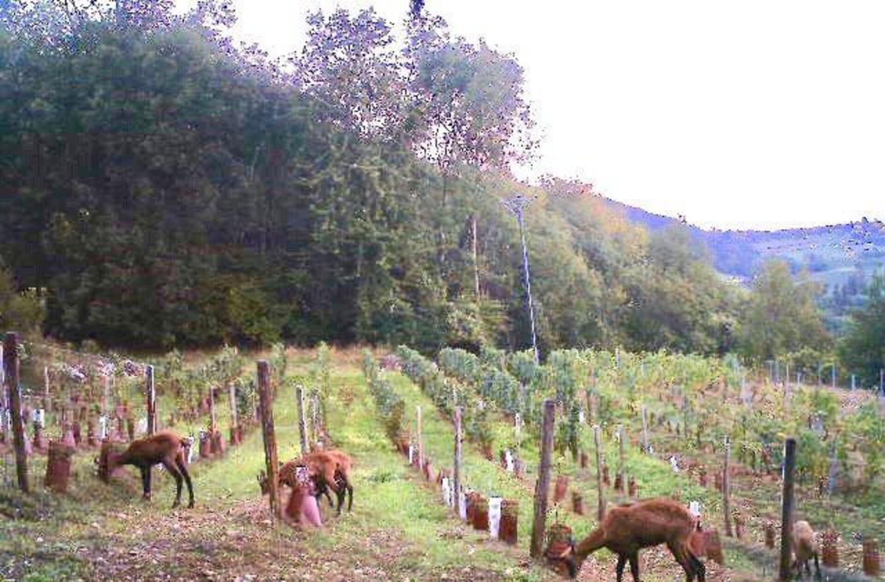 En Savoie, des chamois ont ravagé sa vigne