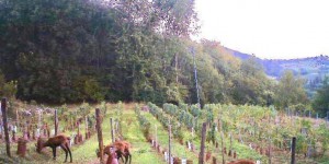 En Savoie, des chamois ont ravagé sa vigne