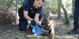 Yvelines : Taj, le malinois maltraité devenu chien policier