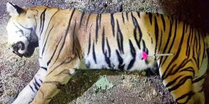 Inde : une tigresse responsable de 13 décès abattue après des mois de traque
