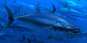 Menacé par la surpêche, le thon obèse pourrait disparaître d’ici à 2033