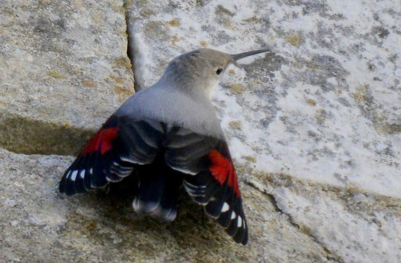 La Roche-Guyon : un oiseau rare s’est installé au château