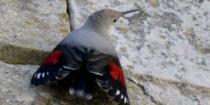 La Roche-Guyon : un oiseau rare s’est installé au château