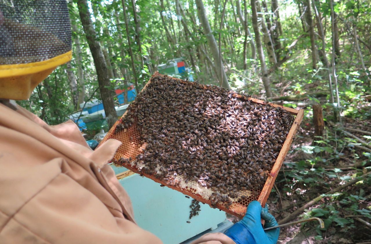 Val-d’Oise : le coup de chaud de l’hiver dernier a décimé les abeilles