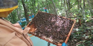 Val-d’Oise : le coup de chaud de l’hiver dernier a décimé les abeilles