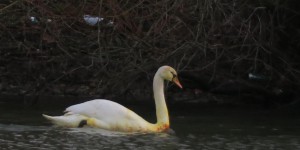 Corbeil-Essonnes : la Seine et ses cygnes deviennent orange à cause d’une pollution