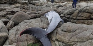 Bretagne : le triste record des échouages de mammifères marins