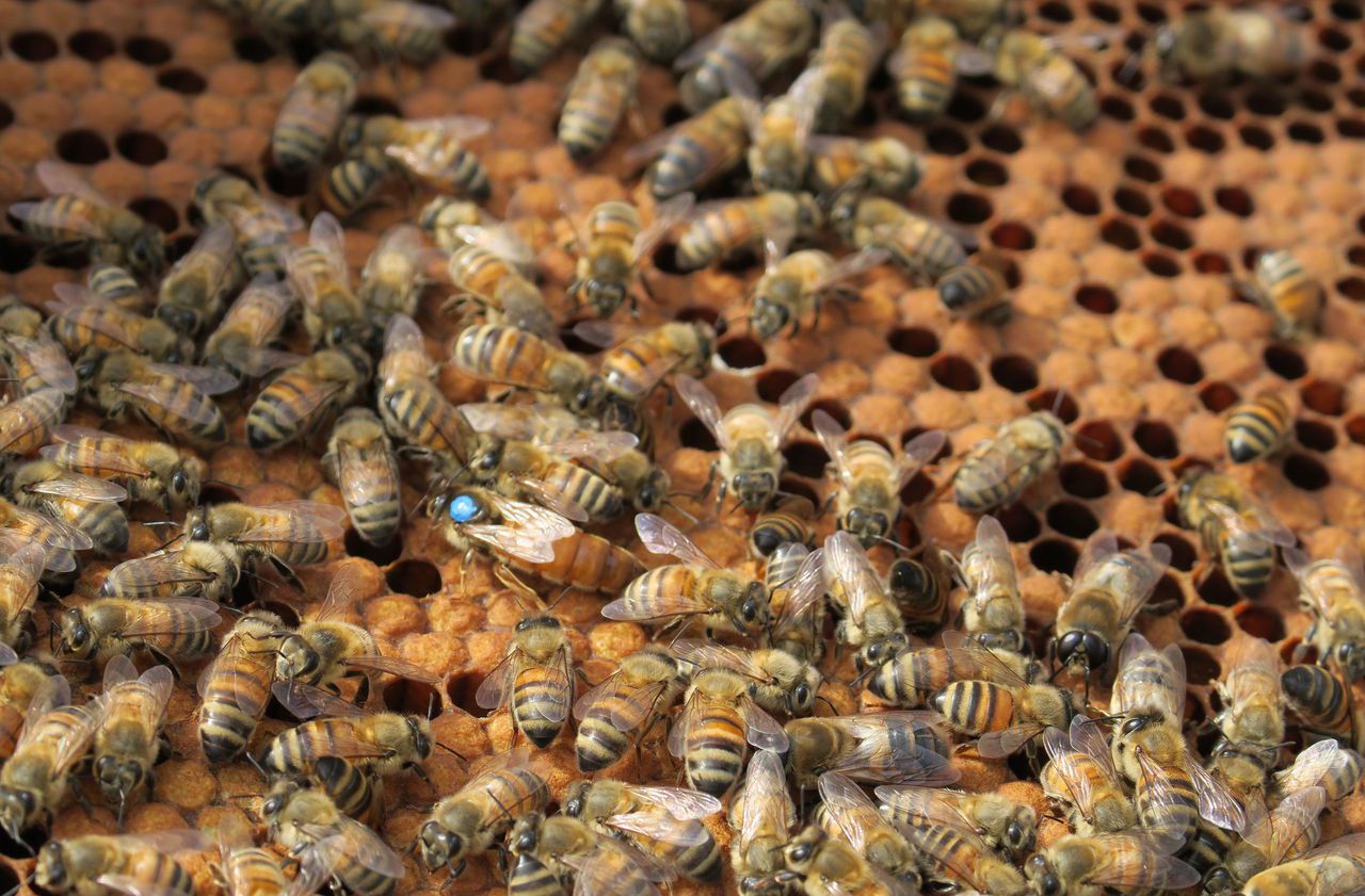 Plantez du trèfle pour sauver les abeilles