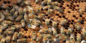 Plantez du trèfle pour sauver les abeilles