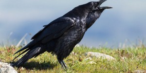 En Haute-Vienne, tensions entre agriculteurs et animalistes autour des corbeaux