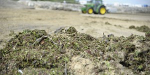 Le retour des algues vertes sur les plages françaises