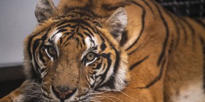 Tigres, servals et visons… La Tanière a accueilli ses nouveaux pensionnaires