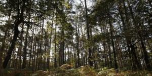 1200 milliards d’arbres pour sauver la planète  : et si la forêt était la solution ?