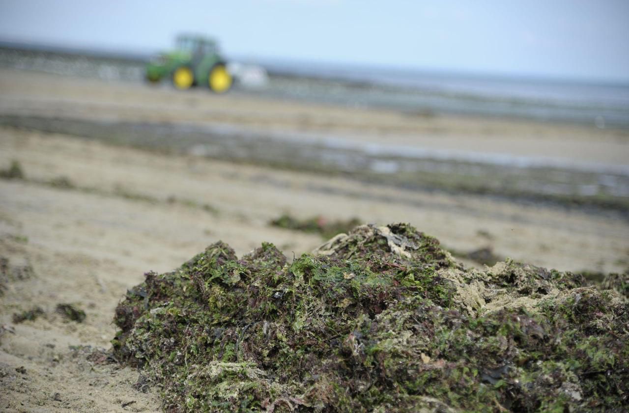 Finistère : le jeune ostréiculteur n’est pas mort à cause des algues vertes
