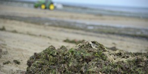 Finistère : le jeune ostréiculteur n’est pas mort à cause des algues vertes