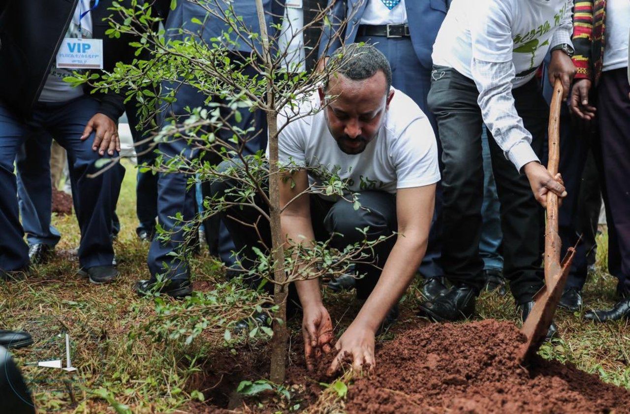 L’Éthiopie annonce avoir planté 353 millions d’arbres en 12 heures