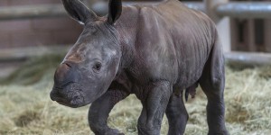 Naissance historique d’un rhinocéros blanc conçu par insémination artificielle