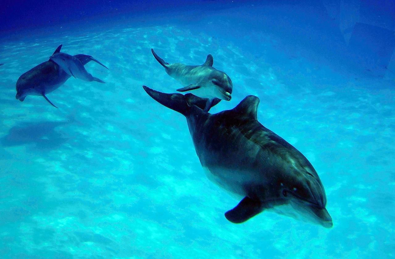 Parcs aquatiques : des assos redemandent la fin des delphinariums