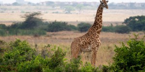 En trente ans, 40% des girafes ont disparu