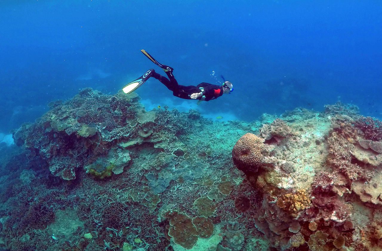 Australie : la Grande Barrière de corail toujours en danger