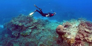 Australie : la Grande Barrière de corail toujours en danger